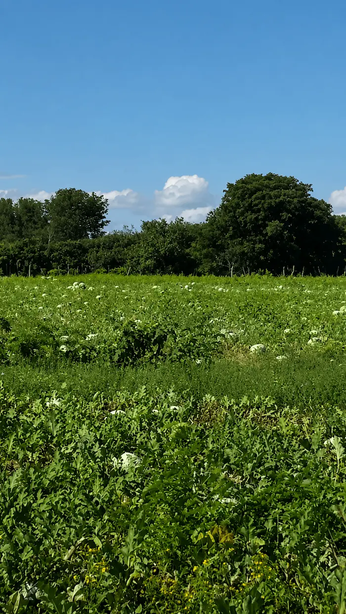 Plantação de melancia em pleno desenvolvimento
